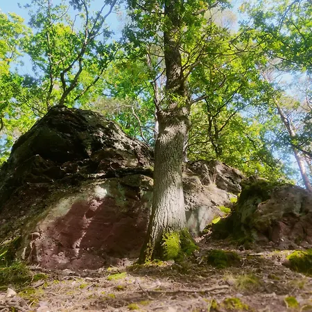 Gemuetliches Am Nationalpark Eifel *